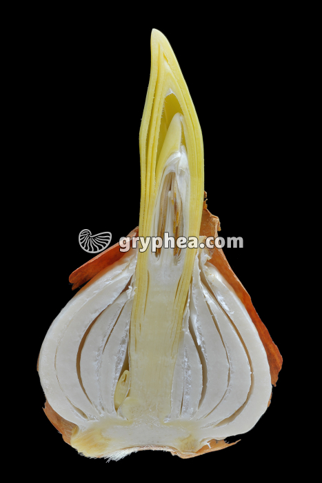 Tulipe - Bulbe en CL - gryphea.com